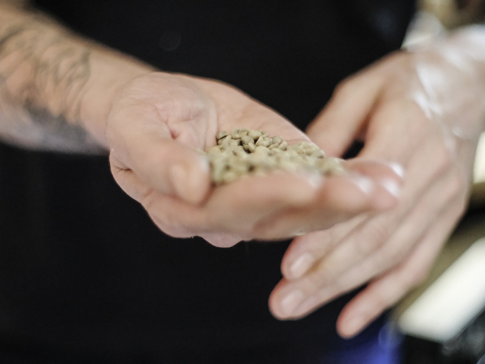 Rohe, ungeröstete Kaffeebohnen in der Hand eines Rösters